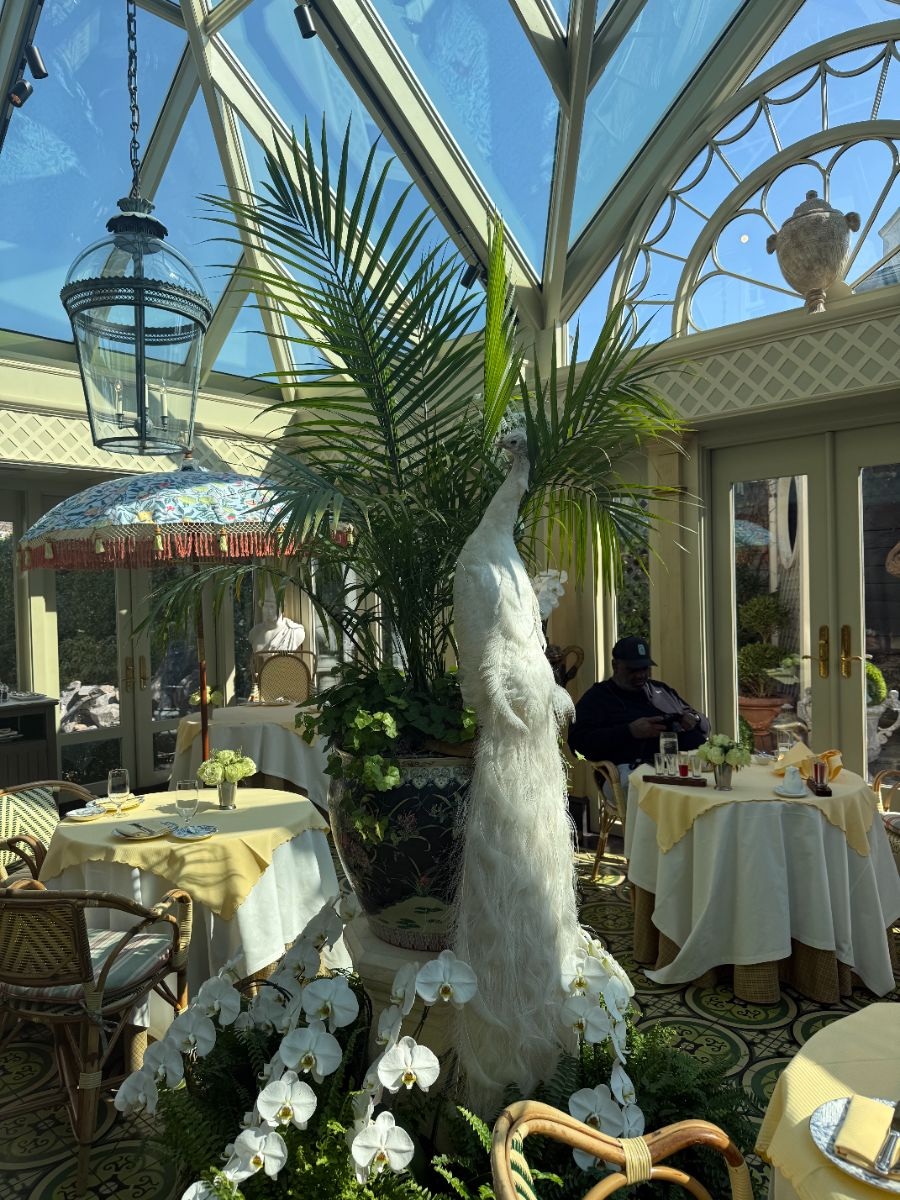 Breakfast in the Conservatory, presided over by the Inn's resident white peacock.